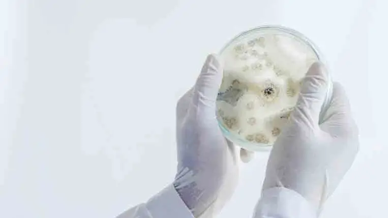 Így válik húsevő gyilkológéppé a békés gomba