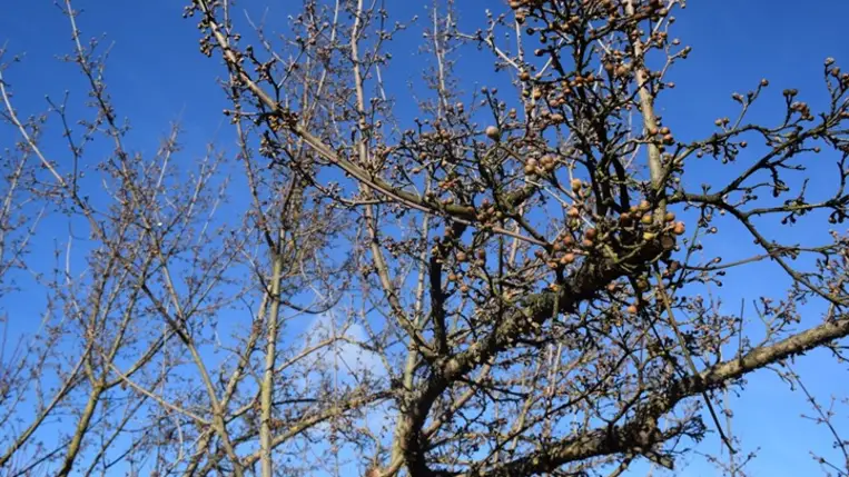 Miből is áll a négy évszak? - Véget ér a gyümölcsfák mélynyugalmi állapota