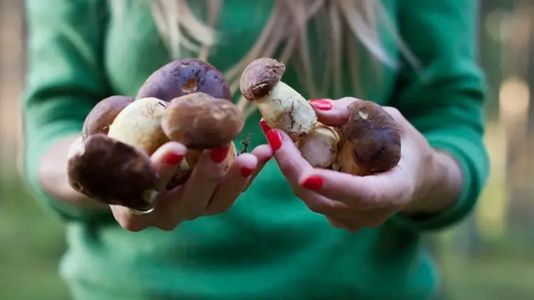 Milyen betegségekre lehetnek jók a gyógygombák?