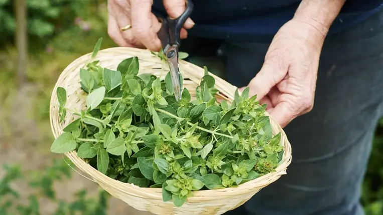 4 erős gyógynövény a női ciklus segítésére: rendezik a menzeszt, csökkentik a fájdalmat