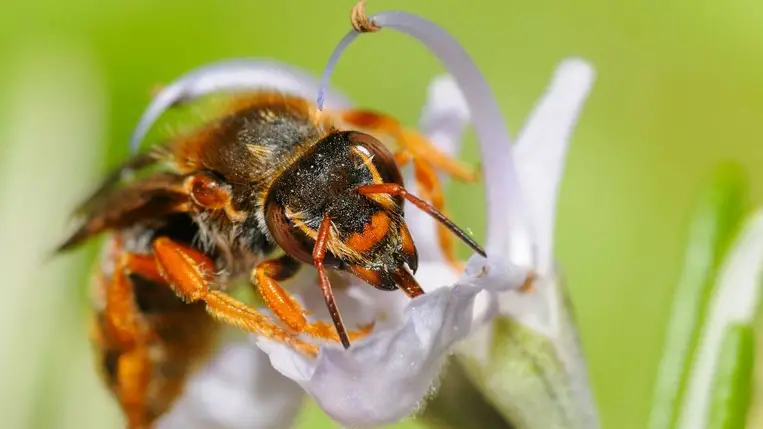Ijesztő módon hatott a korai tavasz a virágokra, nagy összeomlás közeleg 
