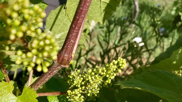 A virágzást megelőző munkák a szőlőben