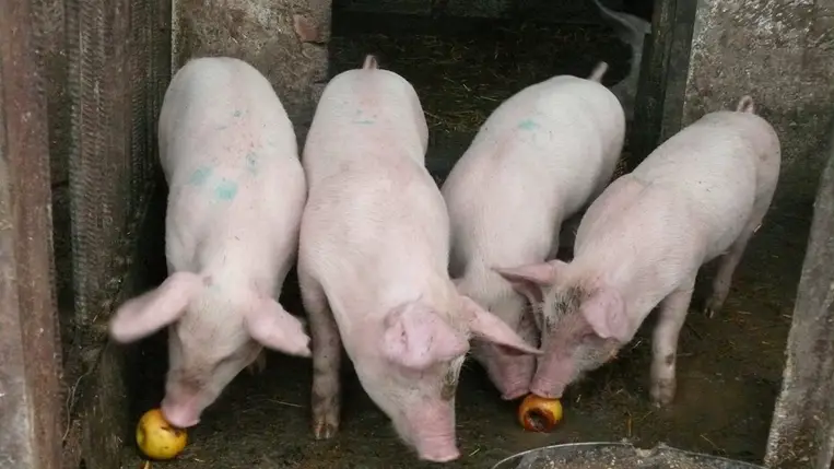 Házunk táján - Olcsóbb a malac, a hízó. Fotó: Kárpátinfó/ Kovács Elemér