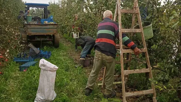 Almatermesztés 2024 - Jelentős aszálykárokkal. Fotó: Kárpátinfó/ Kovács Elemér