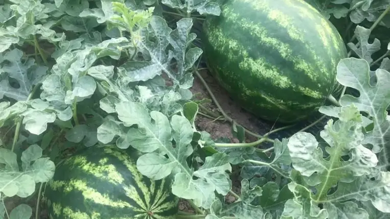 Végéhez közeledik a dinnyeszezon - Sikerek és csalódások