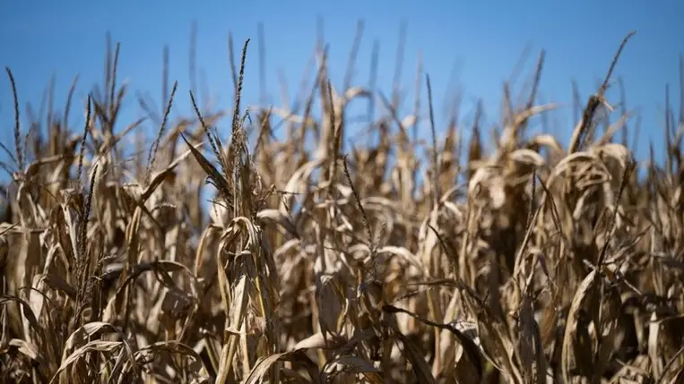 Jelentősen csökken a hőhullám miatt az ukrán kukoricatermés / Fotó: AFP