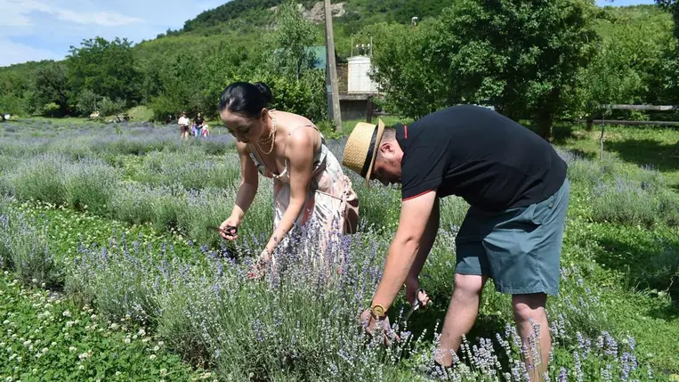 A Beregardai Hegyalja Levendulamezőn szeretettel várják a látogatókat - Ahol megpihenhet a test, felüdülhet a lélek. Fotó: Kárpátinfo/Kovács Erzsébet