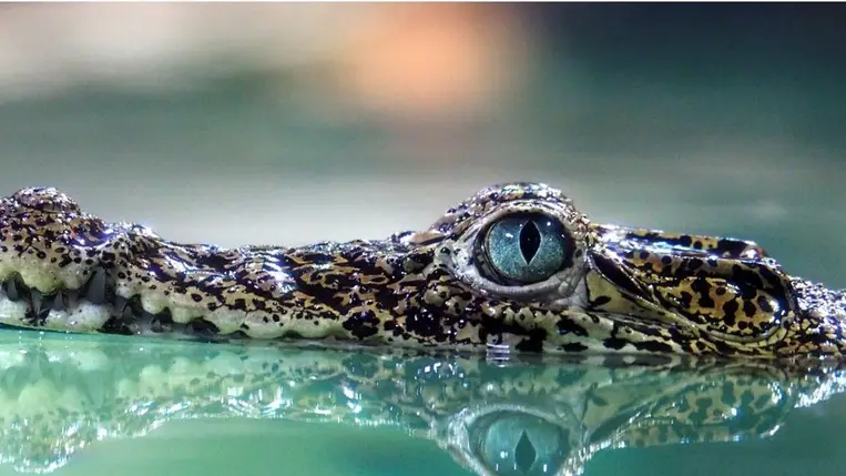 CT-vel vizsgálták az ókori Egyiptomban mumifikált krokodilt a tudósok