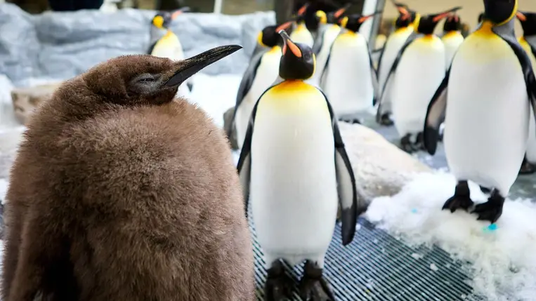  A Sea Life Melbourne oceanárium 2024. szeptember 3-i felvétele az intézmény szokatlanul termetes királypingvin-fiókájáról felnőtt fajtársai előterében. (Fotó: MTI/AP/SEA LIFE Melbourne)