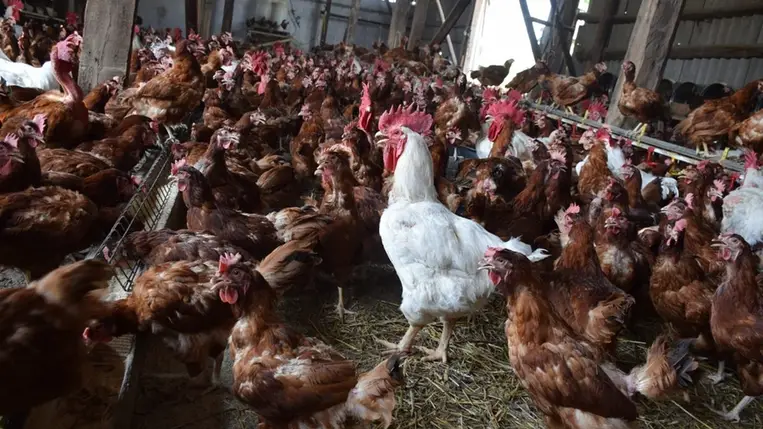 Baromfitartás – 2024 - Reményteli kezdet, gyenge utószezon. Fotó: Kárpátinfó/ Kovács Elemér