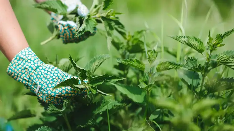 5 oka is van, amiért NE irtsd ki a csalánt a kertedből 