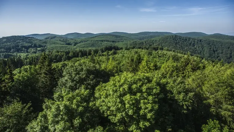 HUN-REN: nagy segítséget jelentene a felmelegedés elleni küzdelemben, ha hagynák visszavadulni az erdőket