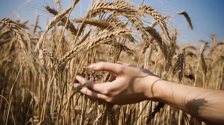 Ez a 3 ősi gabona áldásos a testnek – Napi szinten kellene fogyasztani! 