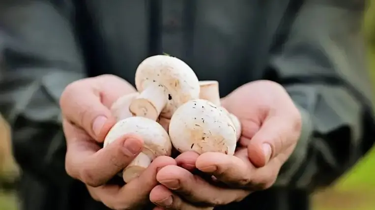 Ezért segítenek a rákellenes gombák a daganatok elleni küzdelemben 