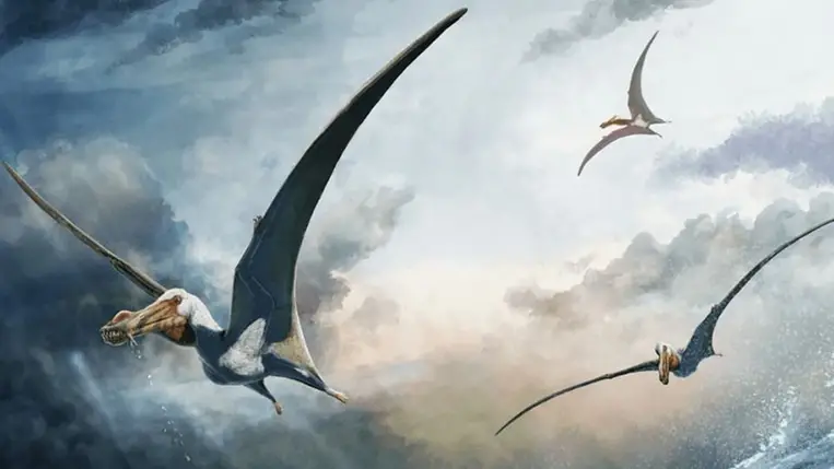 Új pteroszaurusz fajt fedeztek fel 