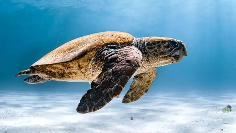 Az élet fenntartásához lassan túl savasak lesznek a világ óceánjai 