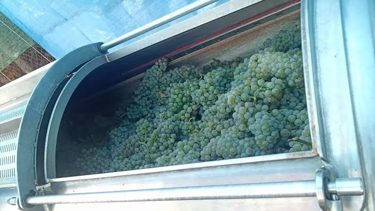 Vidékünkön, Kárpátalján, is lassan elkezdődik a borszőlők szedése, szüretje.