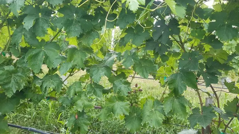 Felkészülés a korai szüretre