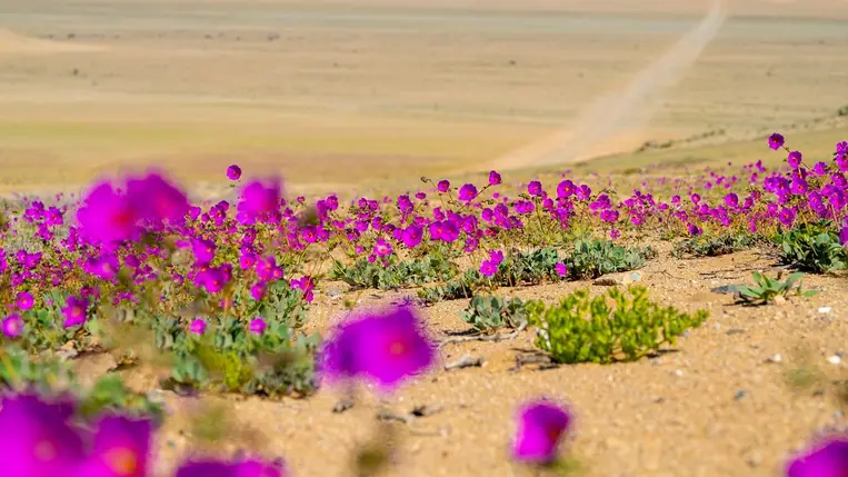 Virágba borult az Atacama-sivatag egy része a szokatlan esők miatt