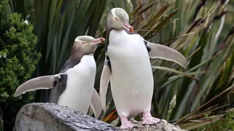 A nagyon ritka sárgaszemű pingvin lett az év madara Új-Zélandon