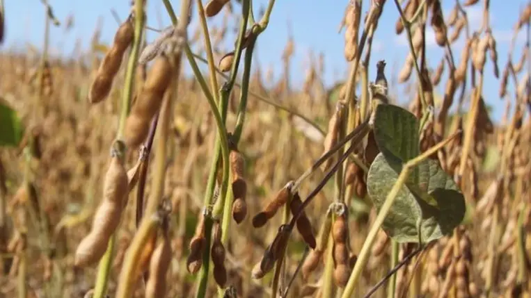 A szója termesztése