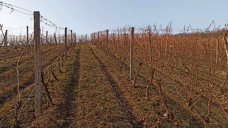 A metszés előtti időszak kulcsfontosságú teendői