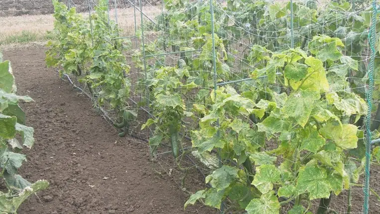 Az uborkaperonoszpóra elleni védekezésről