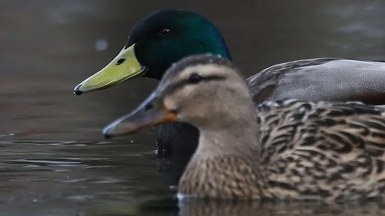 Azt hisszük, segítünk, de valójában halálra ítéljük a vízimadarakat 