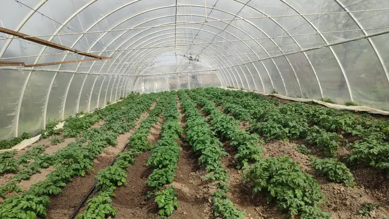 Továbbra is jelentős haszonnal kecsegtet az újburgonya