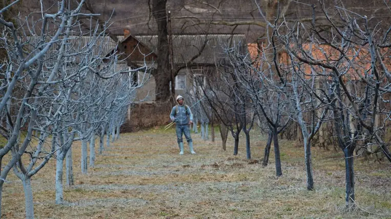 A korai kitavaszodás veszélyei - Készüljünk a lemosó permetezésre
