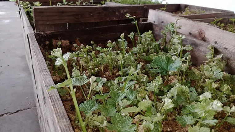 Kézben oltás gyakorlati kivitelezése