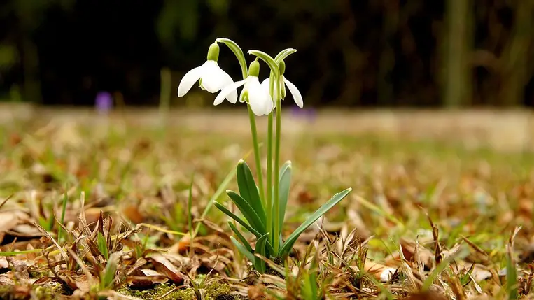 Hóvirág. ( Fotó: Wikipédia )