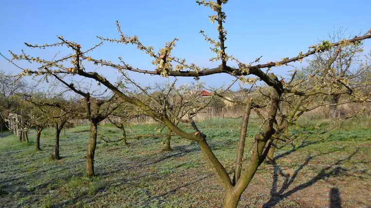 Hatalmas a fagykár gyümölcsöseinkben - Oda a barack- és a szilvatermés jelentős része. Fotó: Kárpátinfó/ Kovács Elemér