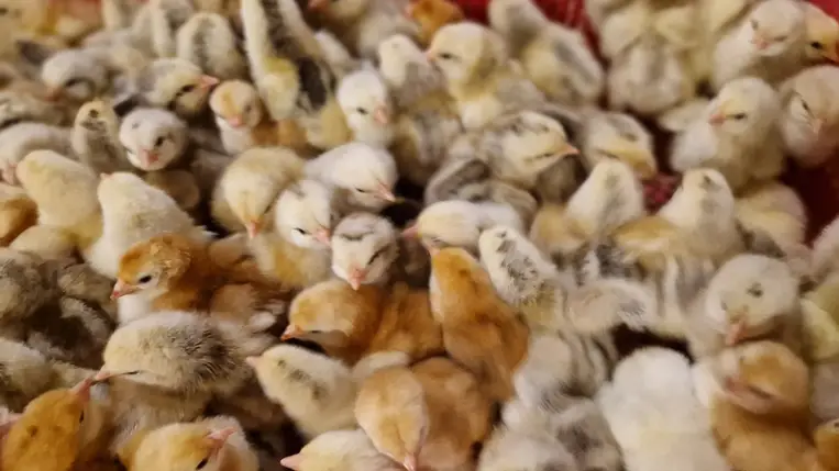 Elkezdődött a csibeszezon - Sokaknál a koraiság a döntő. Fotó: Kárpátinfó/ Kovács Elemér