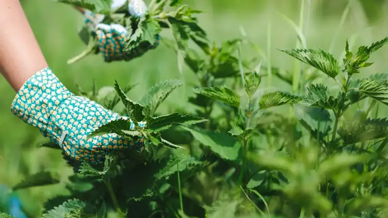 5 ok, amiért nem érdemes kiirtanod a csalánt a kertedből 