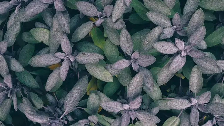 6 meglepő ok, amiért a zsálya csodákat tehet az egészségeddel 