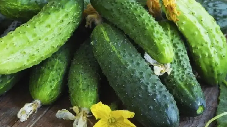 Az ukrán termelők már a szezon kezdetén csökkentik az üvegházi uborka árát