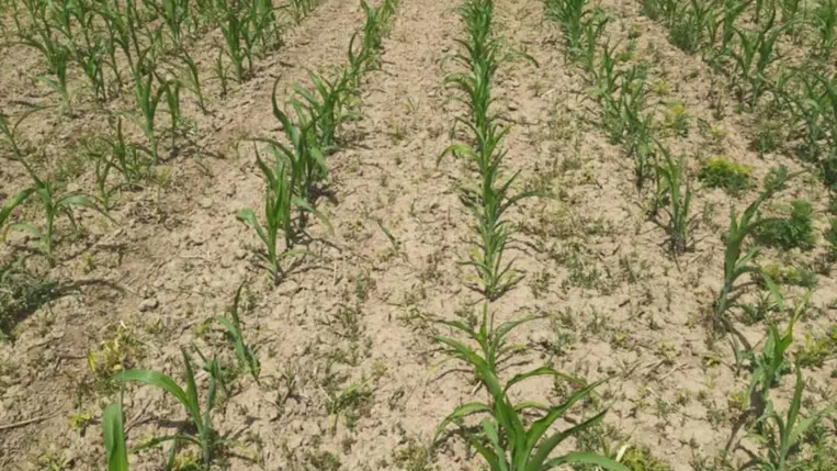 Agrárium – 2025 - Ungvidéken is az aszály jelenti a legnagyobb gondot. Fotó: Kárpátinfó/ Kovács Elemér