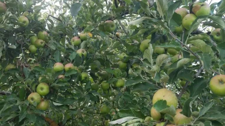 Alma, te drága! - Alacsony hozamok, magas árak? Fotó: Kárpátinfó/ Kovács Elemér