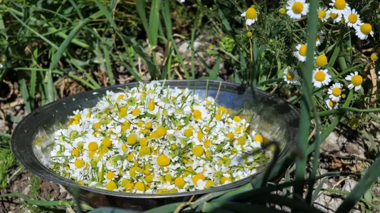 Az 5 legjobb gyógynövény gyulladás ellen