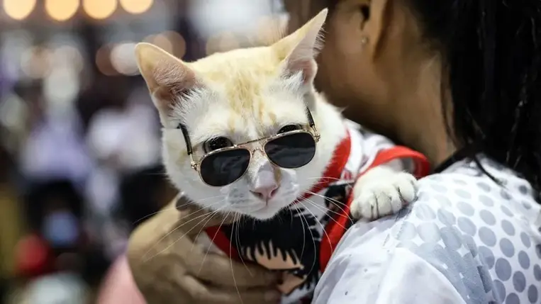 Az emlősök élettartama az agymérettel és az immunrendszerrel is összefügg 