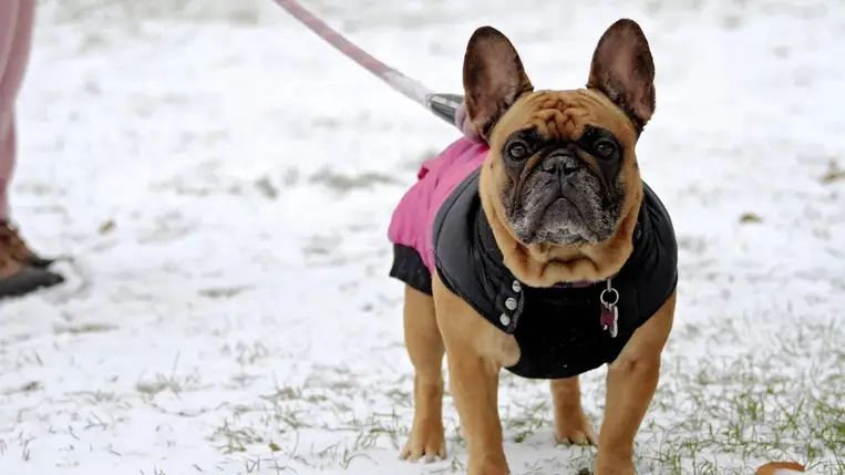 Cuki, de problémás kutyafajták, amiket nem ajánlott tartani 