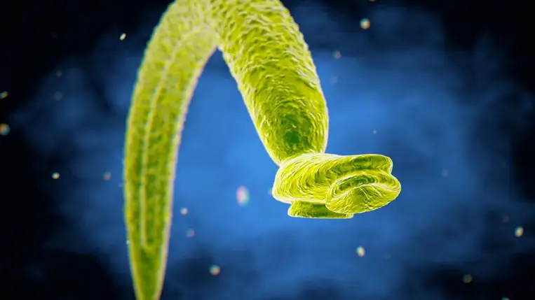 Így jut észrevétlenül a testünkbe a rákot okozó féreg 