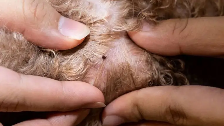 Itt a tavasz, és itt vannak a veszélyes kullancsok 