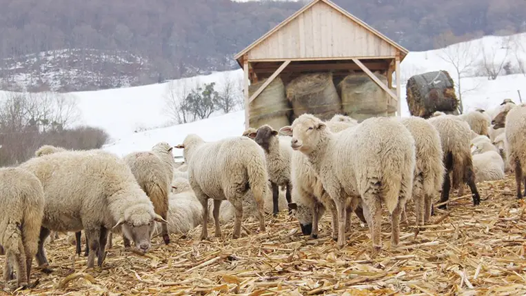 Juhok. Illusztráció. Fotó: Internet