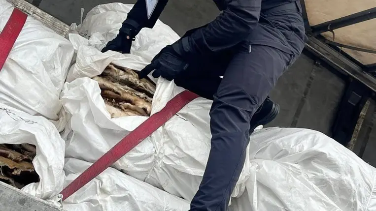 Kárpátalján lefoglaltak egy közel 10 millió hrivnyás hódprém szállítmányt a szlovák határon