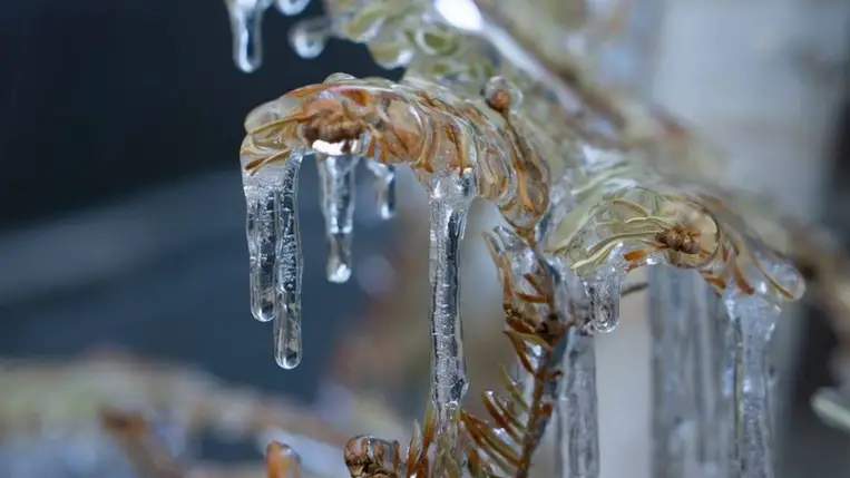 Kárpátalját sem kímélte a fagykár (képünk illusztráció) / Fotó: Catherine_P