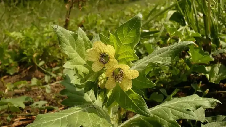 Kiderült, az ókori rómaiak használtak kábítószert 