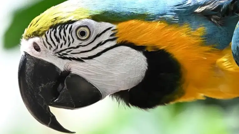 Kiderült, miért olyan színpompásak a trópusi állatok 