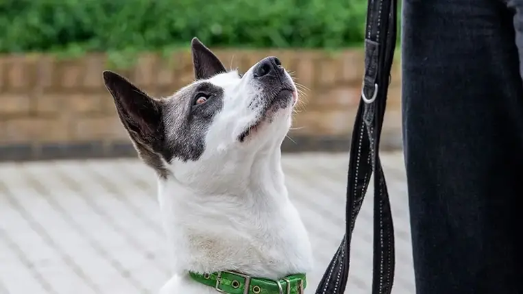 A legjobb módszer a kutya figyelmének felkeltésére 